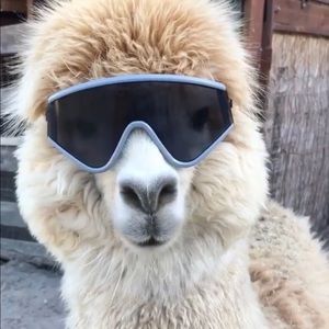 Meet your Posher, Benny